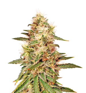 1754049436230.png 1754049436230.png