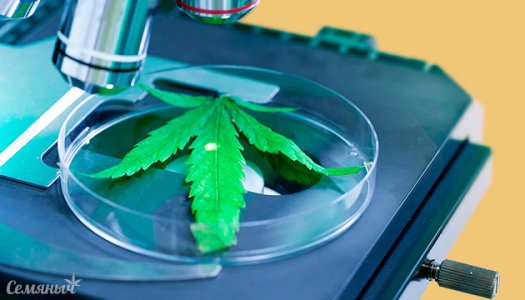 vidy-mikroskopov-dlya-konopli__Yd1tcuSiU3dD3fEU.jpg vidy-mikroskopov-dlya-konopli__Yd1tcuSiU3dD3fEU.jpg