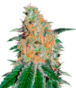 1754309815762.png 1754309815762.png