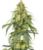 1754309835604.png 1754309835604.png