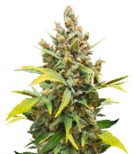 1754309857476.png 1754309857476.png