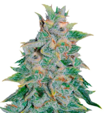 1754311293282.png 1754311293282.png