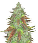 1754412057595.png 1754412057595.png