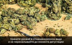 hranite-urozhaj-v-otmanikyurennom-vide__9eZBbr3Wdp5uHYJc.jpg hranite-urozhaj-v-otmanikyurennom-vide__9eZBbr3Wdp5uHYJc.jpg