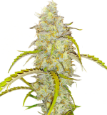 1754485608465.png 1754485608465.png