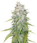 1754575728983.png 1754575728983.png