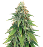 1754827588155.png 1754827588155.png