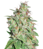 1754914269368.png 1754914269368.png