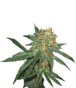 1754914302199.png 1754914302199.png