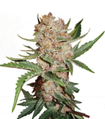 1755071835372.png 1755071835372.png