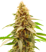 1755080580806.png 1755080580806.png