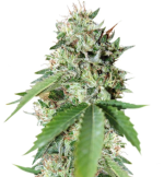 1755080620619.png 1755080620619.png