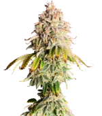 1755081137343.png 1755081137343.png