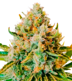 1755081184553.png 1755081184553.png