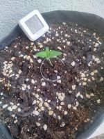 Изображение WhatsApp 2025-08-13 в 14.59.21_e89fbac9.jpg