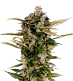 1755088582186.png 1755088582186.png