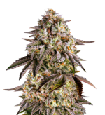 1755175922012.png 1755175922012.png