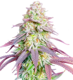 1755175935865.png 1755175935865.png