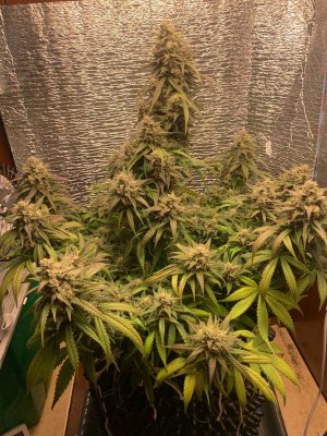 5C1F3221-6F51-44CC-853D-277C0E3C573A.jpeg 5C1F3221-6F51-44CC-853D-277C0E3C573A.jpeg