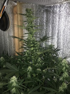 BA20B064-26F9-49D7-8621-52786ABBD621.jpeg BA20B064-26F9-49D7-8621-52786ABBD621.jpeg