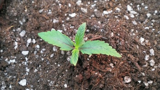 IMG_20220427_120818_389.jpg IMG_20220427_120818_389.jpg