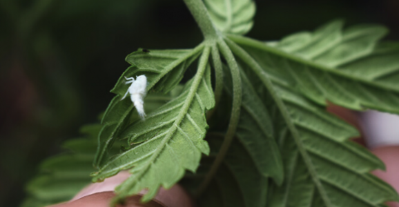 1651265208893.png 1651265208893.png