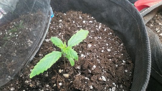 IMG_20220430_174715_667.jpg IMG_20220430_174715_667.jpg