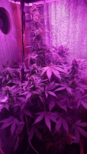 1940ABB8-5130-4840-A656-7C6C8F39E3DF.jpeg 1940ABB8-5130-4840-A656-7C6C8F39E3DF.jpeg