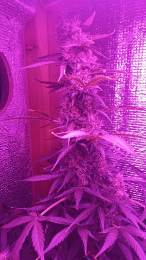 617CE19D-EBF3-4368-9788-EE0E4108873F.jpeg 617CE19D-EBF3-4368-9788-EE0E4108873F.jpeg