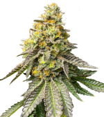 1755189506274.png 1755189506274.png