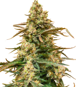 1755262954719.png 1755262954719.png