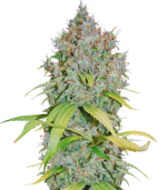 1755262995995.png 1755262995995.png