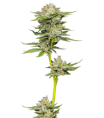 1755328581662.png 1755328581662.png