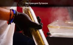 Ekstrakciya-butanom__qcUOB3kd4B3HeS7L.jpg Ekstrakciya-butanom__qcUOB3kd4B3HeS7L.jpg