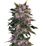 1755349021492.png 1755349021492.png