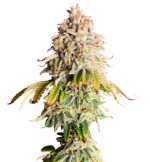 1755433452404.png 1755433452404.png