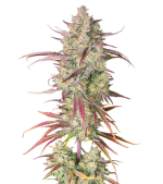 1755507519746.png 1755507519746.png