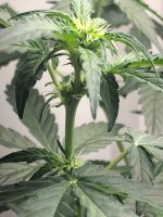 14.07.25 (2) — копия.jpg