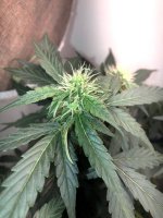 26.05.25 (4) — копия.jpg