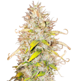 1755516848025.png 1755516848025.png