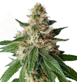 1755521364803.png 1755521364803.png