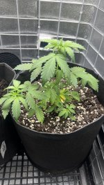 IMG_4198.jpeg IMG_4198.jpeg