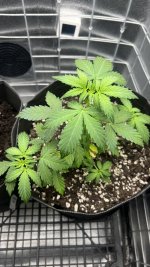 IMG_4199.jpeg IMG_4199.jpeg