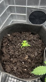 IMG_4200.jpeg IMG_4200.jpeg