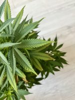 IMG_6986.jpeg IMG_6986.jpeg