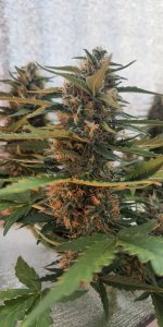 P50821-183708 (1).jpg