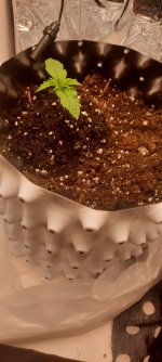 20250825_050219.jpg 20250825_050219.jpg