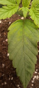 20250826_165603.jpg 20250826_165603.jpg