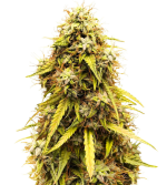 1756228001120.png 1756228001120.png