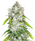 1756231326171.png 1756231326171.png